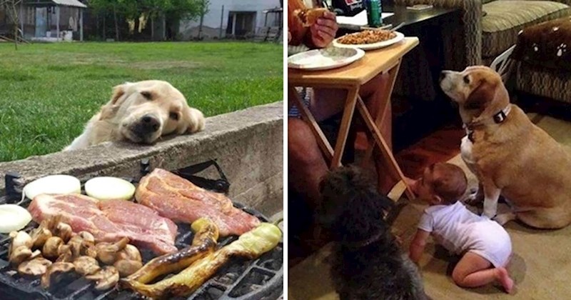 15 fotografija preslatkih ljubimaca koji uporno mole hranu svojih vlasnika