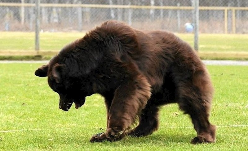 Ne, ovo nije medvjed.