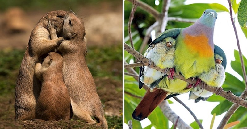 20 preslatkih trenutaka životinjskih roditelja i njihovih mladunaca