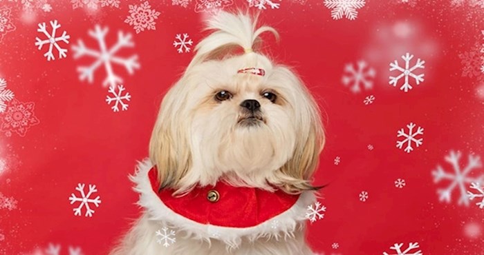 Pogledajte jednu od najslađih psećih božićnih serija fotografija ikad