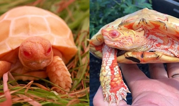Ove albino kornjače izgledaju kao preslatki mali zmajevi