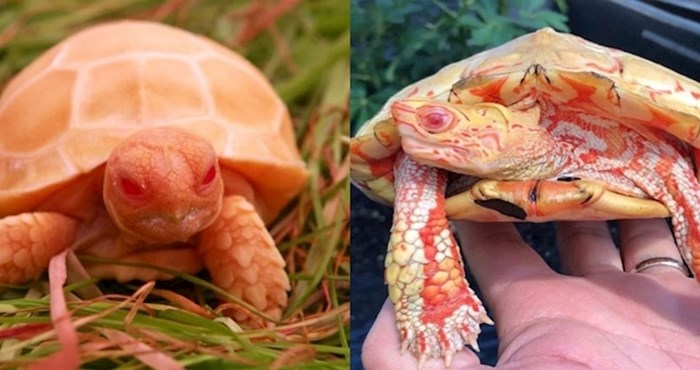 Ove albino kornjače izgledaju kao preslatki mali zmajevi