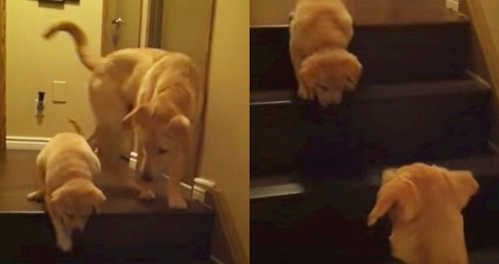 VIDEO Pas se bojao sići niz stepenice pa mu je prijatelj uskočio u pomoć