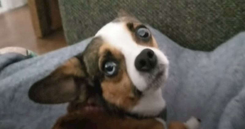 VIDEO Spašeni pas se mjesecima tresao od straha, a sada napokon maše repom