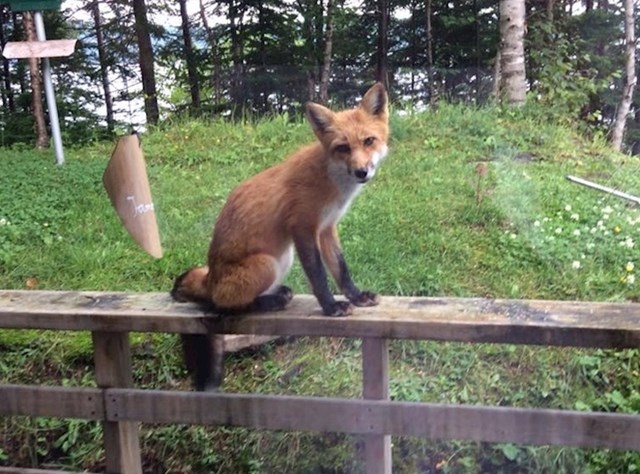 "Svatko jutro u vrt moje bake i djeda stiže ova lisica kao da su stari prijatelji."