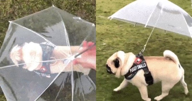 Kišobrani za kućne ljubimce osvojili su ljude diljem svijeta