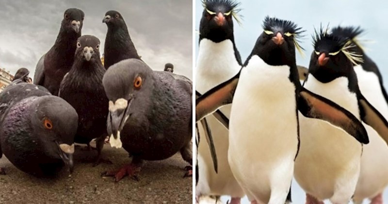 12 fotografija životinja koje poziraju poput popularnih glazbenih zvijezda