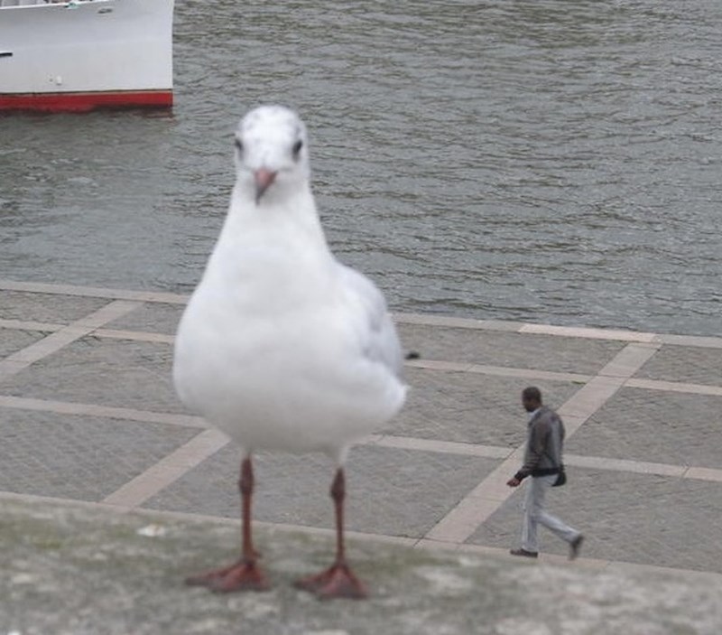 Ogroman galeb ili minijaturan čovjek?