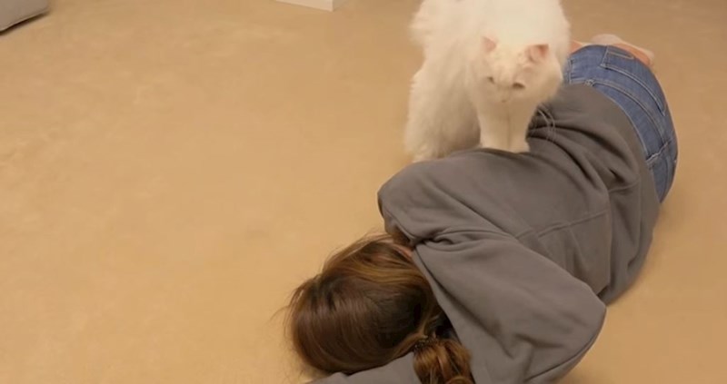 VIDEO Ova žena je odlučila provjeriti što bi se dogodilo kada bi pred mačkama odglumila da joj je pozlilo