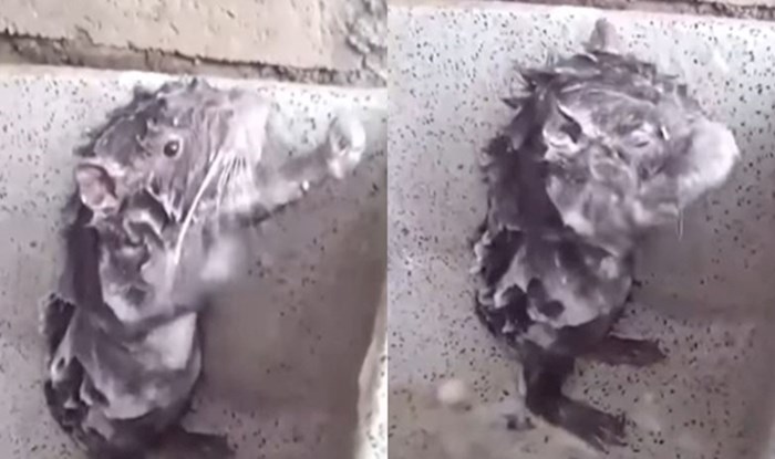 VIDEO Tuširanje ovog glodavca izgleda gotovo isto kao i ljudsko