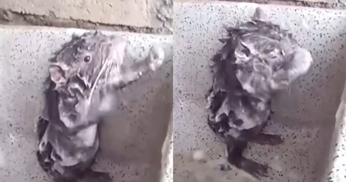 VIDEO Tuširanje ovog glodavca izgleda gotovo isto kao i ljudsko