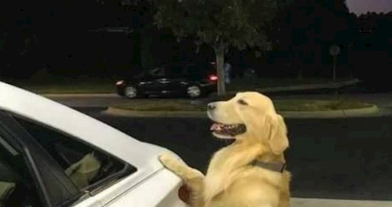 Sasvim slučajno ovaj pas našao se u neobičnoj situaciji