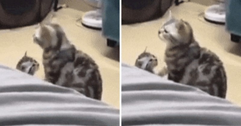 Mačić je toliko uplašio svoju mamu da je skočila u zrak