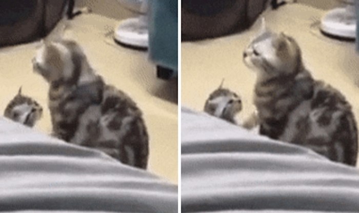 Mačić je toliko uplašio svoju mamu da je skočila u zrak