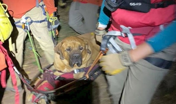 Pas težak 86 kilograma umorio se pri planinarenju, služba za spašavanje ga spuštala na dno