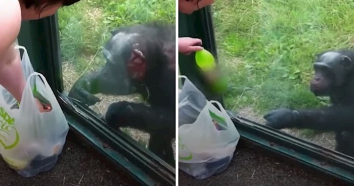VIDEO Pametna čimpanza u zoološkom vrtu na odličan način objasnila posjetiteljima da želi njihovo piće