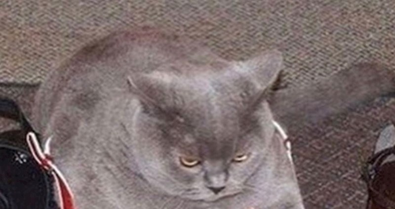 Pogledajte zašto je ova mačka nasmijala društvene mreže