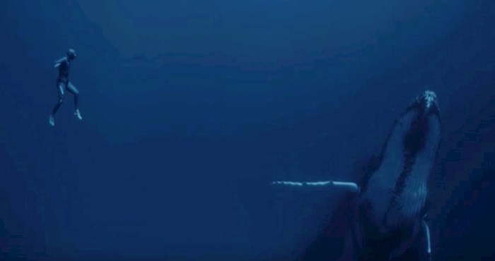 VIDEO Nevjerojatan video ronioca na dah u susretu s kitovima ostavit će vas bez riječi