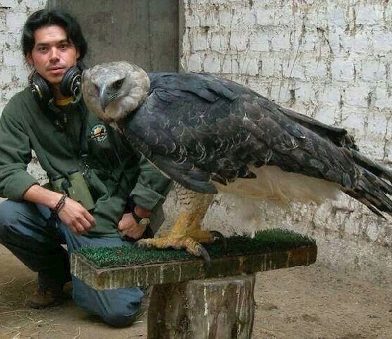 Ovaj je orao stvarno veličanstven!