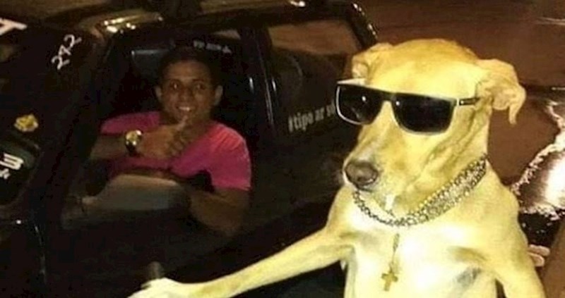 Pas se provozao po gradu i izmamio osmjeh na lica prolaznika, pogledajte što vozi