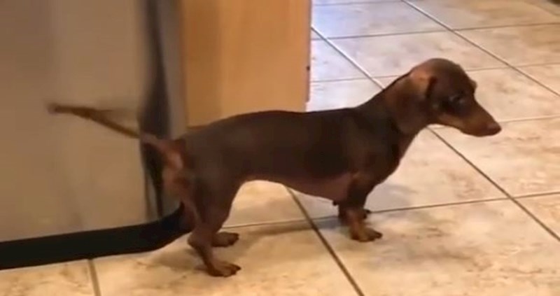 VIDEO Psić repom udarao o kantu za smeće, muškarac zapjevao u ritmu