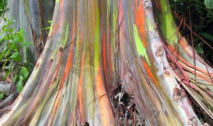 Ovaj šareni eukaliptus je drvo s najviše boja na svijetu
