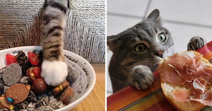 15 fotografija gladnih mačaka uhvaćenih na djelu