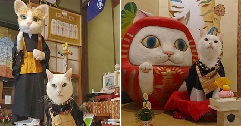 U Japanu postoji hram za mačke, a redovnici su nešto najslađe što ćete danas vidjeti