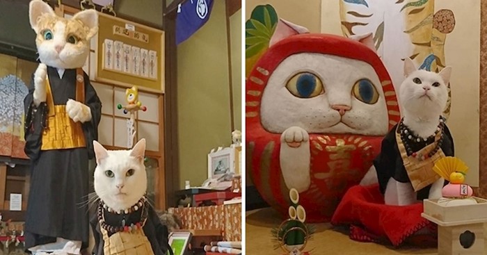 U Japanu postoji hram za mačke, a redovnici su nešto najslađe što ćete danas vidjeti