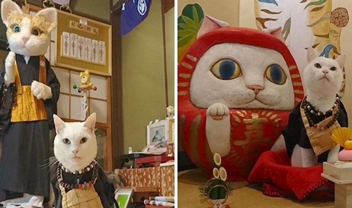 U Japanu postoji hram za mačke, a redovnici su nešto najslađe što ćete danas vidjeti