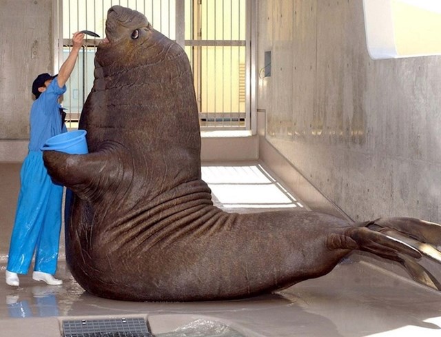 Možete li uopće zamisliti koliko je ogroman ovaj tuljan?