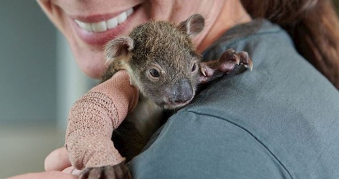 Preslatka koala stara samo 150 dana dobila minijaturni gips na ruci nakon pada sa stabla