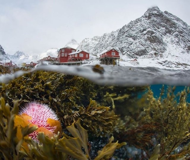 Podvodna fotografija zime u Norveškoj.