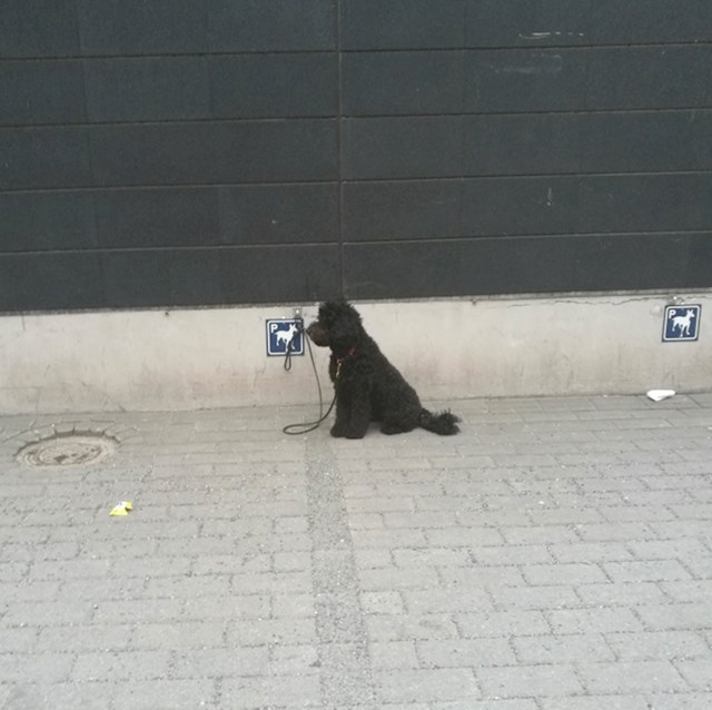 U Finskoj postoje parkirna mjesta za pse izvan supermarketa.