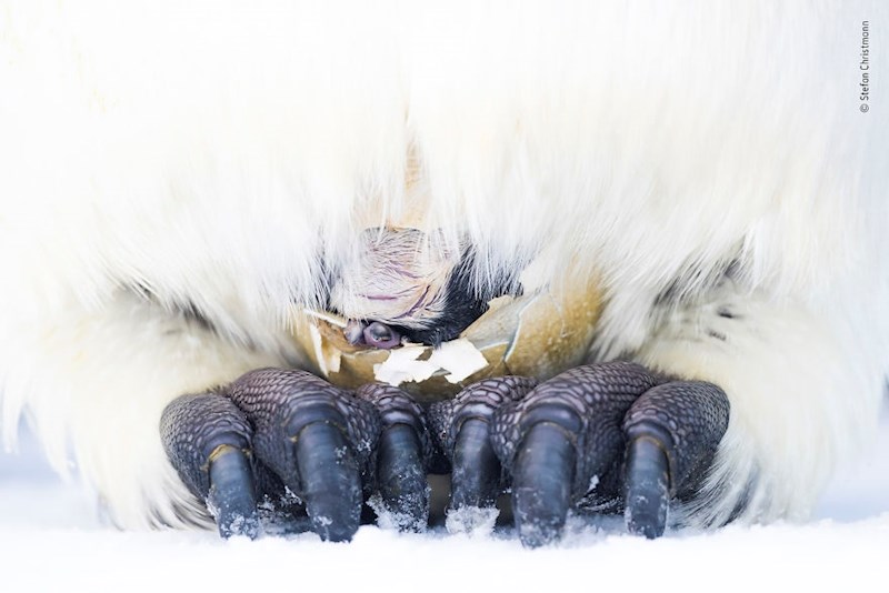 "Kolijevka života", Stefan Christmann, Njemačka