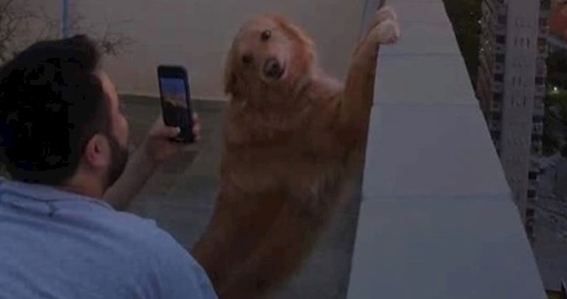 Pogledajte gdje je ovaj pas pozirao za sliku svom vlasniku