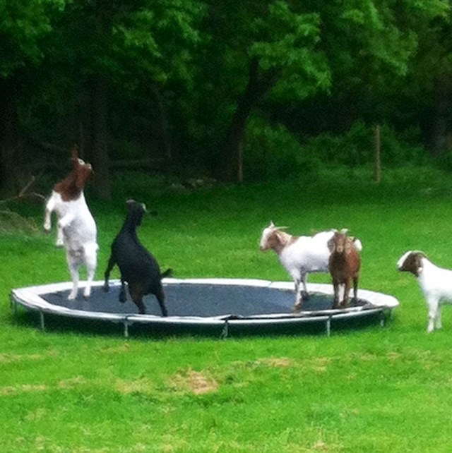 15. "Ugledao sam ove koze koje se igraju na trampolinu."