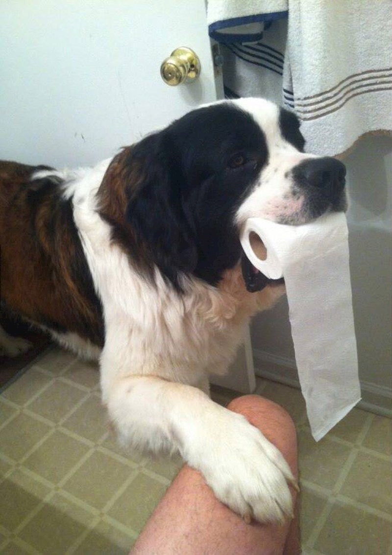 "Evo ti, moj najdraži čovječe, uvijek sam tu da ti pomognem."