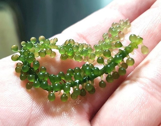 7. Morske alge koje izgledaju kao grožđe s nekog drugog planeta.