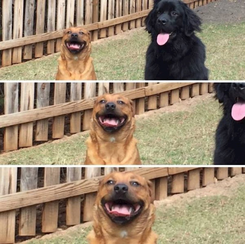 12. Doveo je curu svoju curu kući na upoznavanje. Pogledajte taj izraz lica!🥺🥰