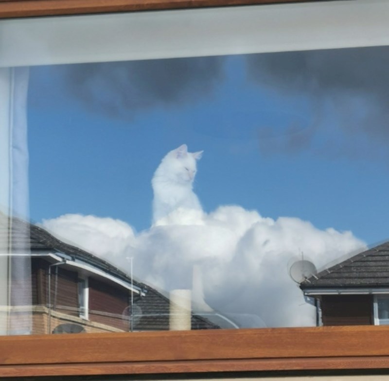 7. Znali smo da su mačke dar s neba!