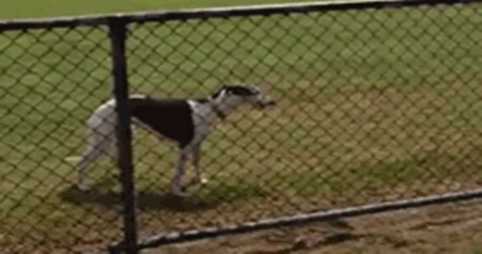 Spretni pas uspio je preskočiti ogradu na presmiješan način