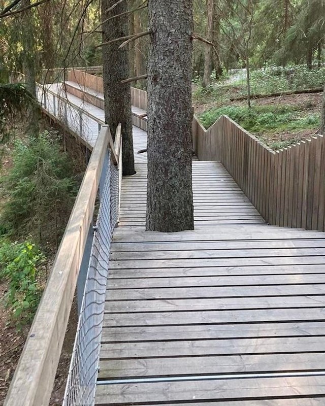 4. U ovom švedskom nacionalnom parku nisu htjeli posjeći stabla koja su na putu, posjetiteljima ne smeta da ih ovako zaobilaze😁