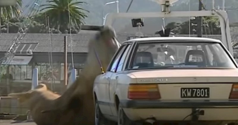 VIDEO Životinje uhvaćene u jako čudnim situacijama