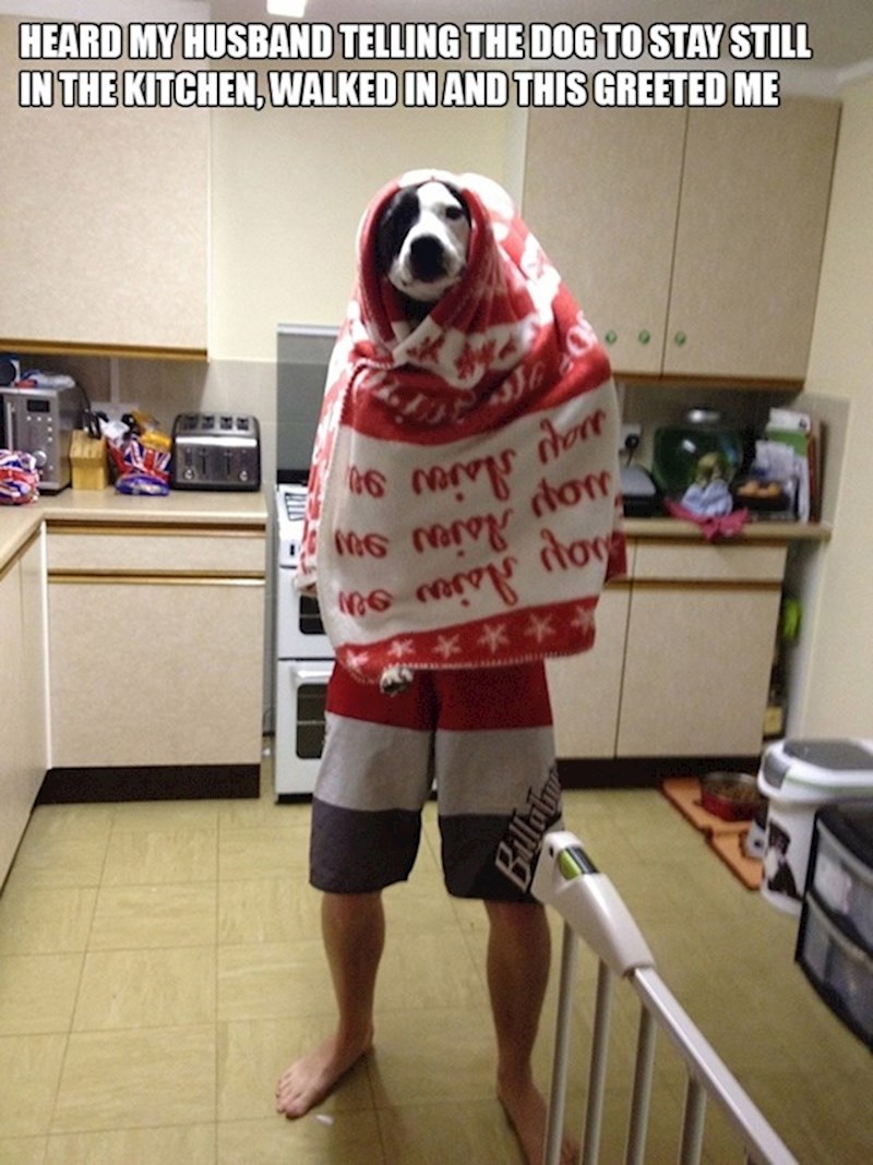 Čula sam supruga kako govori psu da bude miran, ušla sam i dočekalo me ovo.