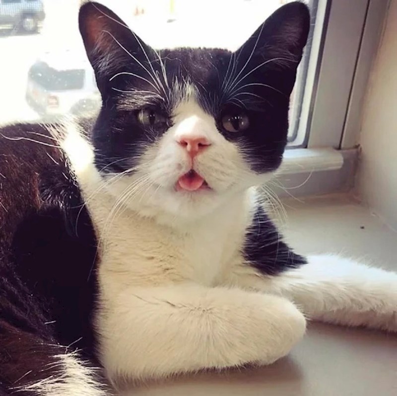 9. Maca s baš posebnim licem