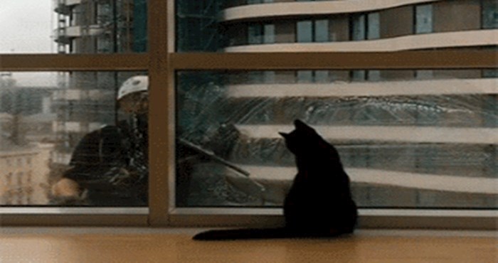 Simpatična snimka perača prozora i mačke koji se ludo zabavljaju popravit će vam dan
