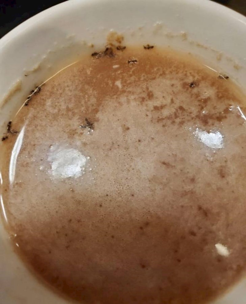 8. "Nakon dvije godine online predavanja zbog korone, konačno smo se fizički vratili na faks. U aparat za kavu su se, u međuvremenu, nastanili mravi."