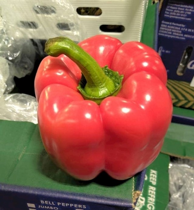 15. Savršena paprika