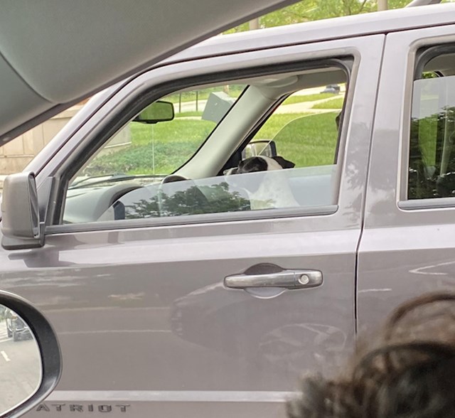 11. "Danas sam vidjela psa koji vozi auto."